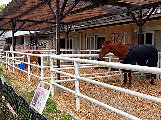 乗馬の展示コーナー