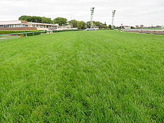 中山競馬場 | 芝コース開放