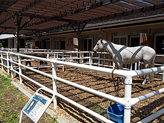 乗馬の展示コーナー