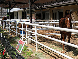 乗馬の展示コーナー