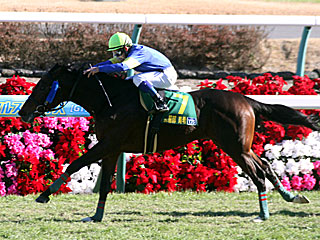 プレシャスブルー(ヤングジョッキーズシリーズファイナルラウンド中山第1戦)