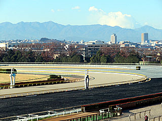 東京競馬場