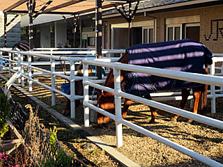 乗馬の展示コーナー