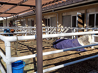 乗馬の展示コーナー