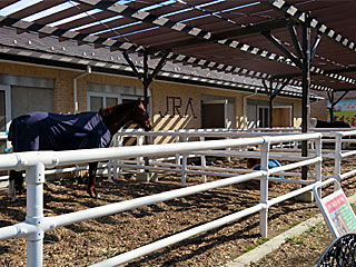 乗馬の展示コーナー