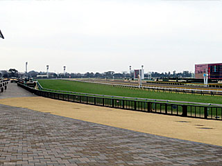 東京競馬場