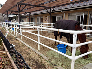 乗馬の展示コーナー