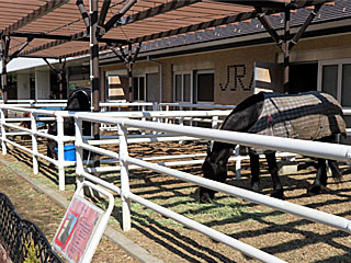 乗馬の展示コーナー