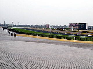 東京競馬場