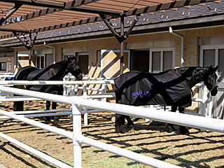 乗馬の展示コーナー