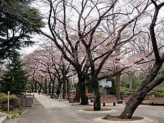 日本庭園の桜