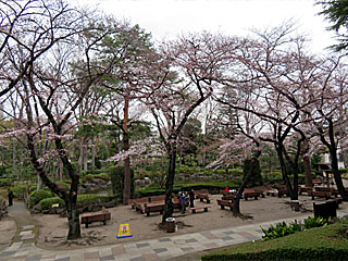 日本庭園の桜