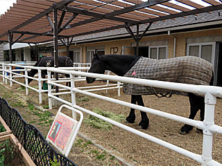 乗馬の展示コーナー