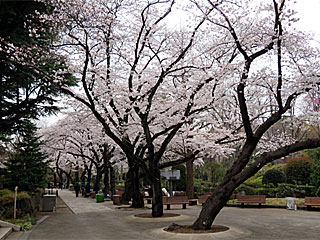 日本庭園の桜