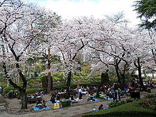 日本庭園の桜