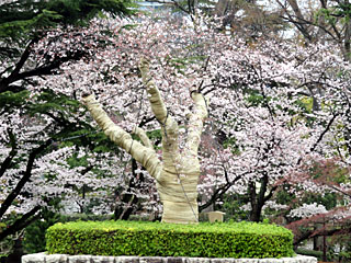 下見所の大桜