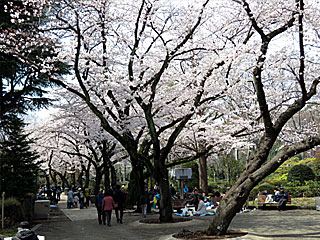 日本庭園の桜