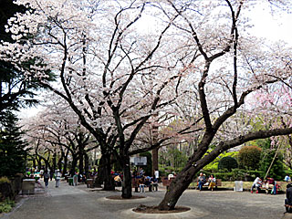 日本庭園の桜