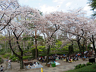 日本庭園の桜