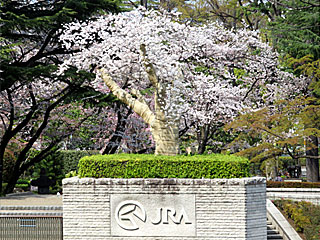 下見所の大桜