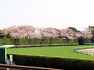 東京競馬場4コーナーの桜