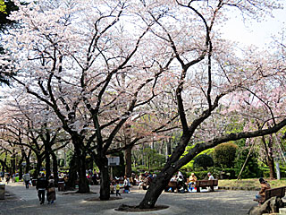 日本庭園の桜