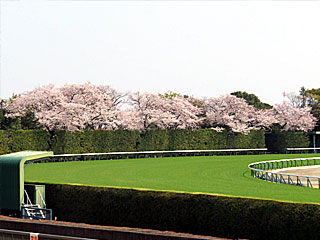 東京競馬場4コーナーの桜