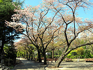 日本庭園の桜