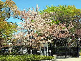 日吉が丘の桜