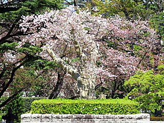 下見所の大桜