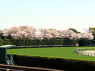 東京競馬場4コーナーの桜