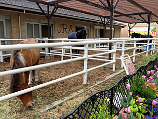 乗馬の展示コーナー