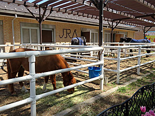 乗馬の展示コーナー