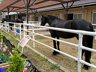 乗馬の展示コーナー