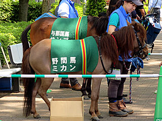 ミカン&サンゴとのふれあい