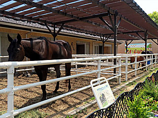 乗馬の展示コーナー