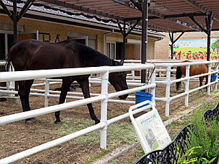 乗馬の展示コーナー