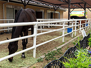 乗馬の展示コーナー