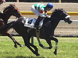 サクセッション(2歳新馬)