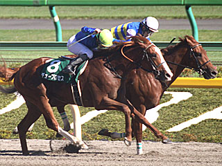 ワイドファラオ(ユニコーンステークス)