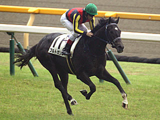 ブルトガング(2歳新馬)