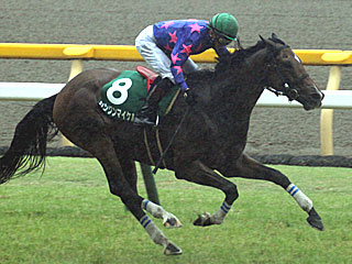 シングンマイケル(東京ジャンプステークス)