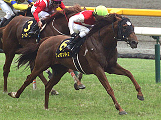 ショウナンライズ(パラダイスステークス)