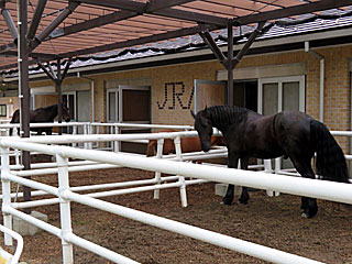 乗馬の展示コーナー