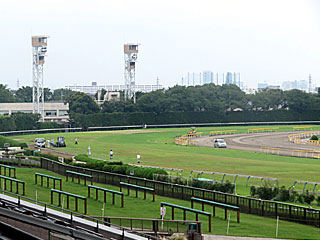 東京競馬場