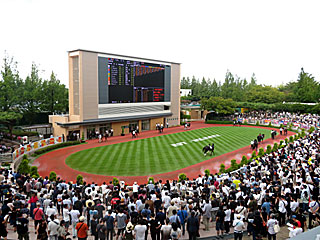 パドック＠新潟競馬場