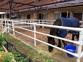 乗馬の展示コーナー