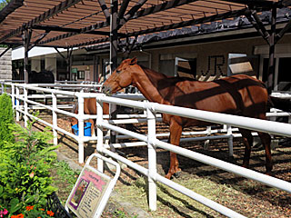 乗馬の展示コーナー