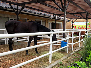 乗馬の展示コーナー