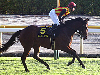 テトラドラクマ(オーロカップ)